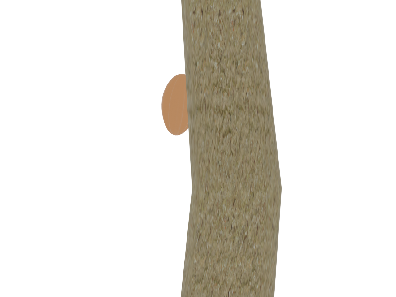幹に密着して実がぶら下がる cauliflory